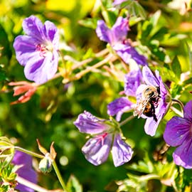 Landscaping Services